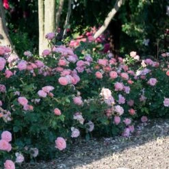 Apricot Drift® Rose -Brighterblooms Shop Apricot Drift Rose 1