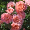 Apricot Drift® Rose -Brighterblooms Shop Apricot Drift Rose 600x600 15ced373 bff1 4b44 8e4b b44385d5c116