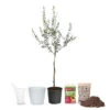 Olive Starter Kit 1 Olive Starter Kit -Brighterblooms Shop Arbequina Olive Ki 600x600t