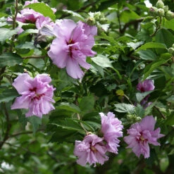 Ardens Rose Of Sharon Althea Shrub -Brighterblooms Shop Ardens Rose of Sharon 2