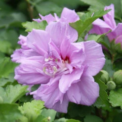 Ardens Rose Of Sharon Althea Shrub -Brighterblooms Shop Ardens Rose of Sharon BB 4