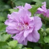 Ardens Rose Of Sharon Althea Shrub -Brighterblooms Shop Ardens Rose of Sharon BB 600x600 2c2120e1 6fb2 4bce 86e6 68023a824e62