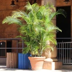 Areca Palm Tree -Brighterblooms Shop Areca Palm 10 BB