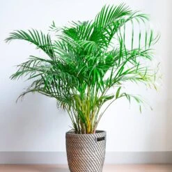 Areca Palm Tree -Brighterblooms Shop Areca Palm 2 BB