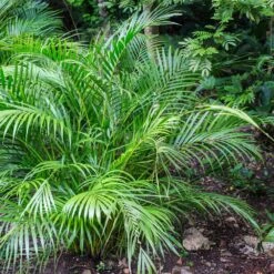 Areca Palm Tree -Brighterblooms Shop Areca Palm 7 BB