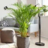 Areca Palm Tree -Brighterblooms Shop Areca Palm BB 600x600 a4054546 2679 4270 ada4 ab7be57fb633