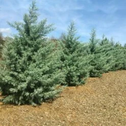 Drought-Tolerant Evergreen Tree -Brighterblooms Shop Arizona Cypress 1