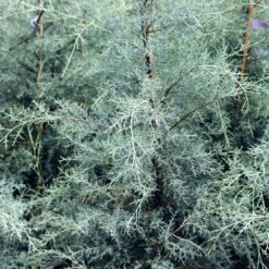 Drought-Tolerant Evergreen Tree -Brighterblooms Shop Arizona Cypress 10