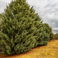 Drought-Tolerant Evergreen Tree -Brighterblooms Shop Arizona Cypress 7