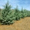 Drought-Tolerant Evergreen Tree -Brighterblooms Shop Arizona Cypress BB 600x600 93bc7bde 3f35 436f 8619 e0ccf1c0fbdb