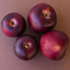 Arkansas Black Apple Tree -Brighterblooms Shop Arkansas Black Apple 3