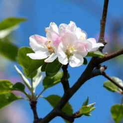 Arkansas Black Apple Tree -Brighterblooms Shop Arkansas Black Apple 4
