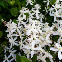 Armandii Clematis Vine -Brighterblooms Shop Armondii Clematis 4