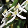 Armandii Clematis Vine 1 Armandii Clematis Vine -Brighterblooms Shop Armondii Clematis 600x600 54b820cc 35b1 4d81 b20e 9926a95a6ad3