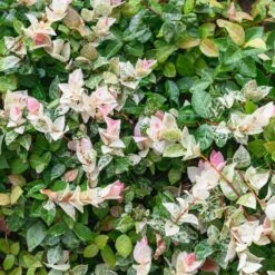 Snow-N-Summer™ Asiatic Jasmine Shrub 10 Snow-N-Summer™ Asiatic Jasmine Shrub -Brighterblooms Shop Asiatic Jasmine Snow N Summer 3 BB