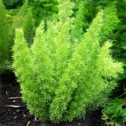 Myers Asparagus Fern Plant -Brighterblooms Shop Asparagus Fern Foxtail 2