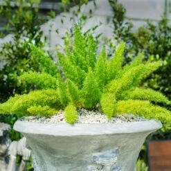Myers Asparagus Fern Plant -Brighterblooms Shop Asparagus Fern Foxtail 3