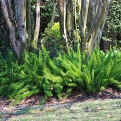 Myers Asparagus Fern Plant -Brighterblooms Shop Asparagus Fern Foxtail 5 BB