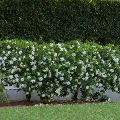 August Beauty Gardenia Shrub -Brighterblooms Shop August Beauty Gardenia 1 BB
