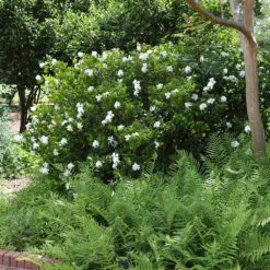 August Beauty Gardenia Shrub -Brighterblooms Shop August Beauty Gardenia 4 FGT