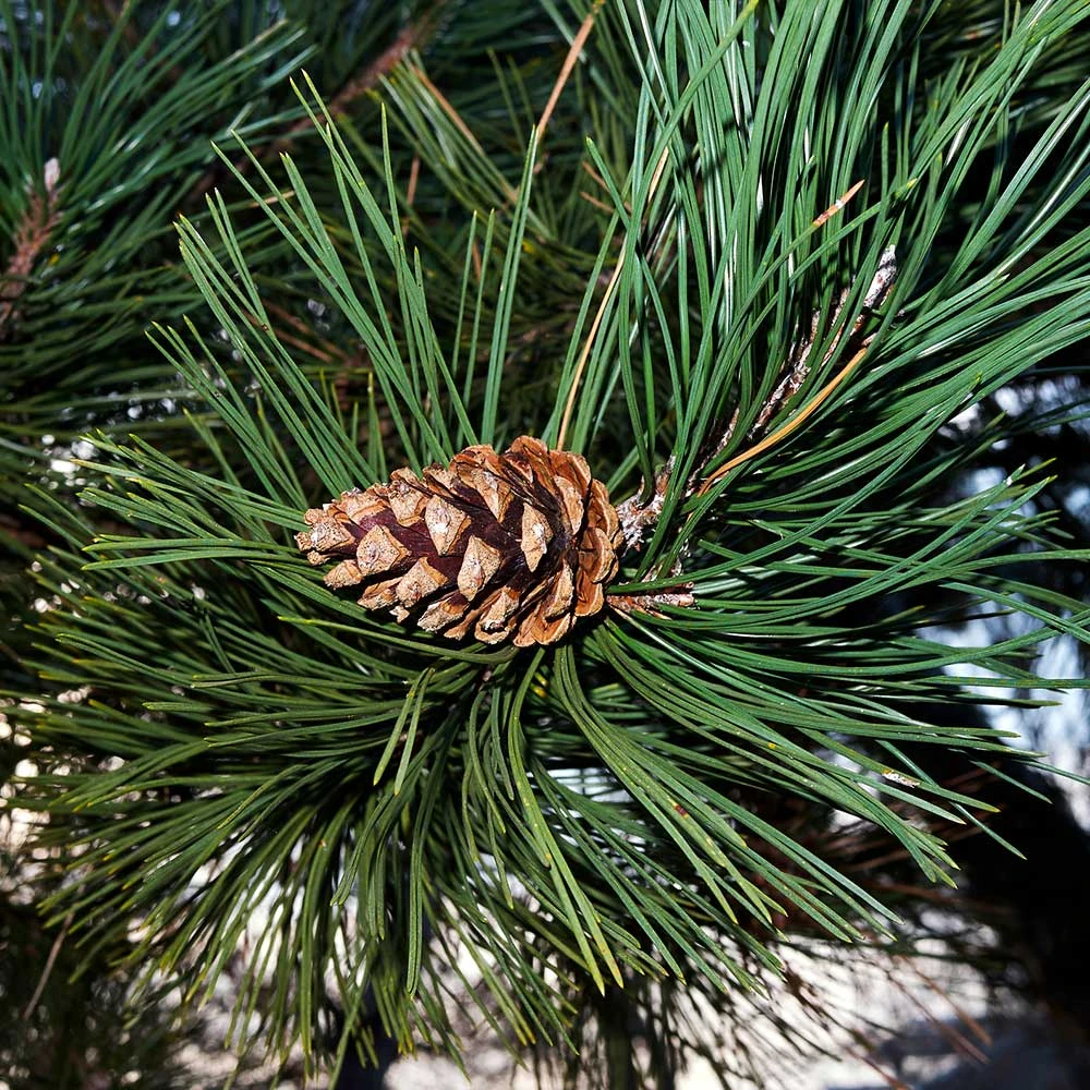 Austrian Pine Tree 6 Austrian Pine Tree - Image 4