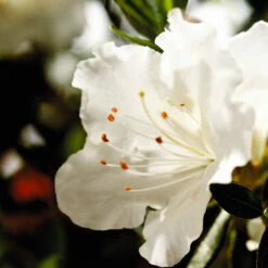 Autumn Angel® Encore® Azalea Shrub 9 Autumn Angel® Encore® Azalea Shrub -Brighterblooms Shop Autumn Angel Encore 1