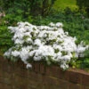 Autumn Angel® Encore® Azalea Shrub -Brighterblooms Shop Autumn Angel Encore BB 600x600 053af6c8 a36c 4abc a1f4 68e8259d8b32