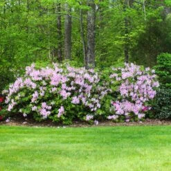 Autumn Belle® Encore® Azalea Shrub -Brighterblooms Shop Autumn Belle Encore Azalea BB 5