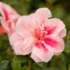 Autumn Belle® Encore® Azalea Shrub -Brighterblooms Shop Autumn Belle Encore Azalea BB 600x600 742d8f02 a7ab 474f b0bb 38e788468dbf