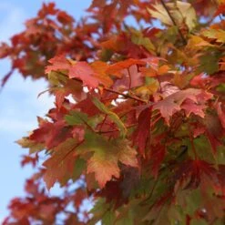 Autumn Blaze® Maple Tree 11 Autumn Blaze® Maple Tree -Brighterblooms Shop Autumn Blaze Maple 1 FGT