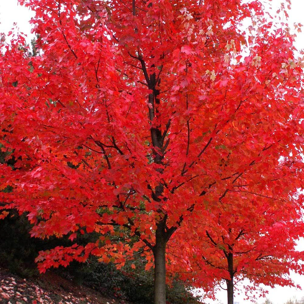 Autumn Blaze® Maple Tree 4 Autumn Blaze® Maple Tree - Image 2