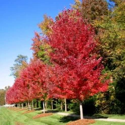 Autumn Blaze® Maple Tree 10 Autumn Blaze® Maple Tree -Brighterblooms Shop Autumn Blaze Maple 3 BB