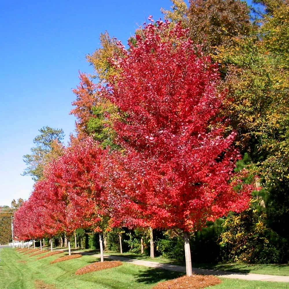 Autumn Blaze® Maple Tree 5 Autumn Blaze® Maple Tree - Image 3