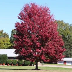 Autumn Blaze® Maple Tree 12 Autumn Blaze® Maple Tree -Brighterblooms Shop Autumn Blaze Maple 4 BB