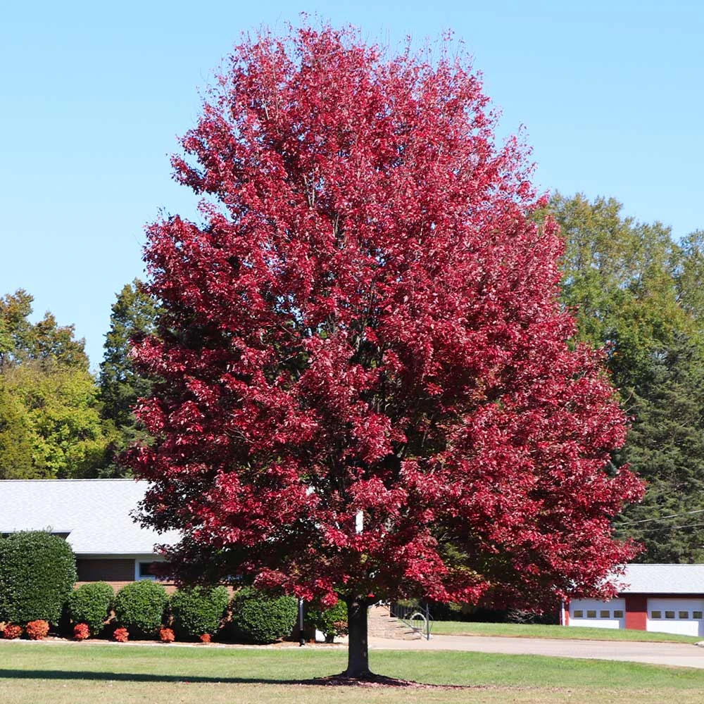 Autumn Blaze® Maple Tree 7 Autumn Blaze® Maple Tree - Image 5