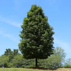 Autumn Blaze® Maple Tree 13 Autumn Blaze® Maple Tree -Brighterblooms Shop Autumn Blaze Maple 5 BB