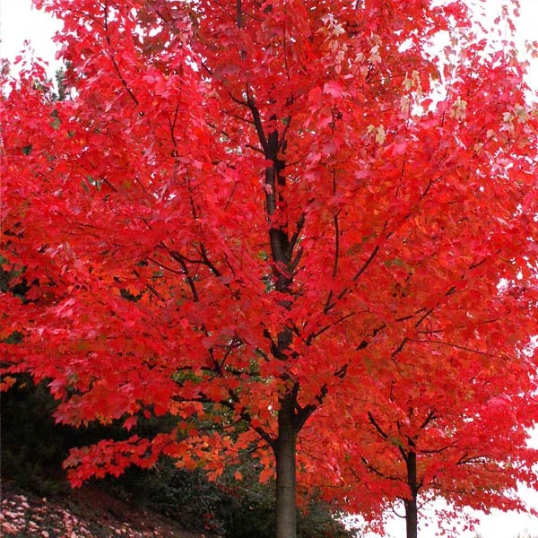 Autumn Blaze® Maple Tree 3 Autumn Blaze® Maple Tree