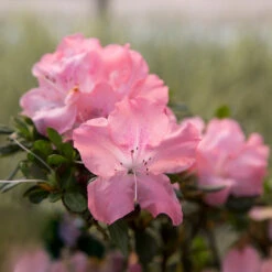Autumn Debutante® Encore® Azalea Shrub -Brighterblooms Shop Autumn Debutante Encore 2