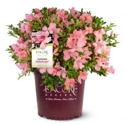 Autumn Debutante® Encore® Azalea Shrub -Brighterblooms Shop Autumn Debutante Encore 4