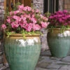 Autumn Debutante® Encore® Azalea Shrub -Brighterblooms Shop Autumn Debutante Encore BB 600x600 a8e28297 d8c4 4f86 a648 47000d664436