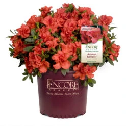 Autumn Embers® Encore® Azalea Shrub 12 Autumn Embers® Encore® Azalea Shrub -Brighterblooms Shop Autumn Embers Azalea 1 65c338a0 d13b 4a8e 90d9 5bf240231aa4