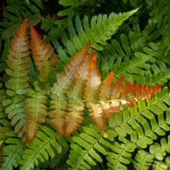 Brilliance Autumn Fern -Brighterblooms Shop Autumn Fern 2