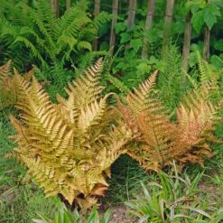 Brilliance Autumn Fern -Brighterblooms Shop Autumn Fern 3