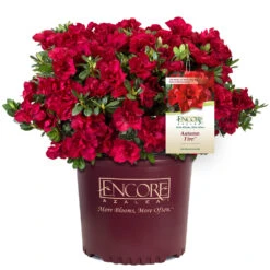 Autumn Fire® Encore® Azalea Shrub 9 Autumn Fire® Encore® Azalea Shrub -Brighterblooms Shop Autumn Fire Encore Azalea 1