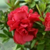 Autumn Fire® Encore® Azalea Shrub -Brighterblooms Shop Autumn Fire Encore Azalea BB 600x600 8054b358 d244 4b3c ab32 49b9ac607591