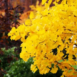 Autumn Gold Ginkgo Tree -Brighterblooms Shop Autumn Gold Ginkgo Biloba 5 BB b9c80931 34c3 4dfe bbfe d4b2a0416bb2
