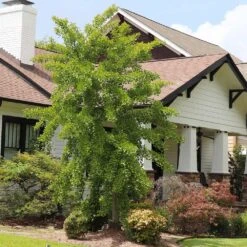 Autumn Gold Ginkgo Tree -Brighterblooms Shop Autumn Gold Ginkgo Biloba 6 BB 58c3ed21 b6d0 49d7 bdcd f3308758f530