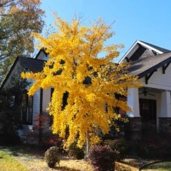 Autumn Gold Ginkgo Tree -Brighterblooms Shop Autumn Gold Ginkgo Biloba 8