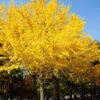 Autumn Gold Ginkgo Tree 2 Autumn Gold Ginkgo Tree -Brighterblooms Shop Autumn Gold Ginkgo Biloba BB 600x600 97dc27af fe98 43b7 9c04 629493bbb8a3