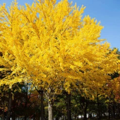 Autumn Gold Ginkgo Tree